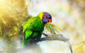 Rainbow Lorikeet