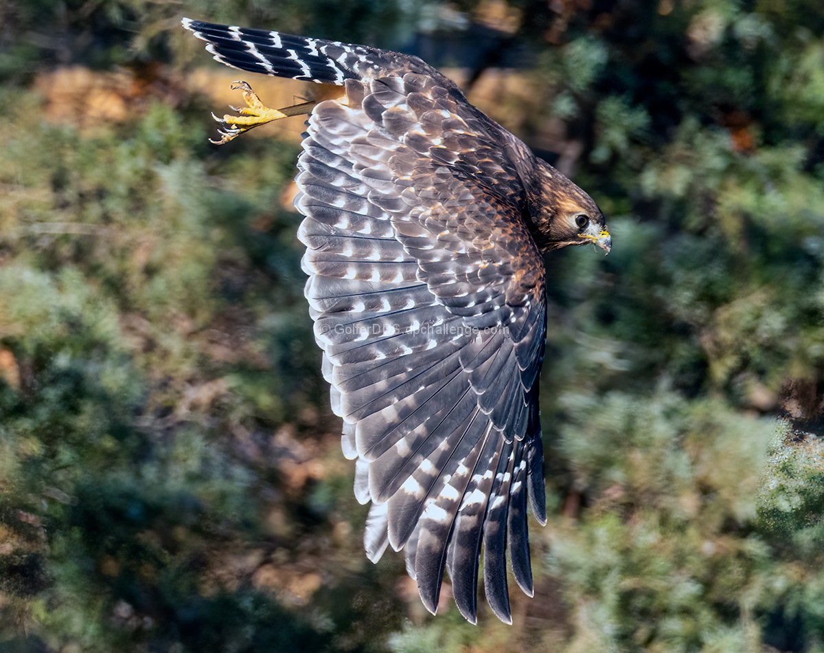 Coopers Hawk