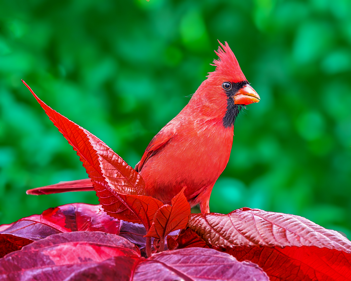 Cardinal Red