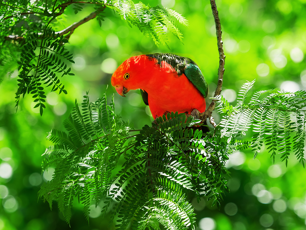 King Parrot in the Jacaranda Tree