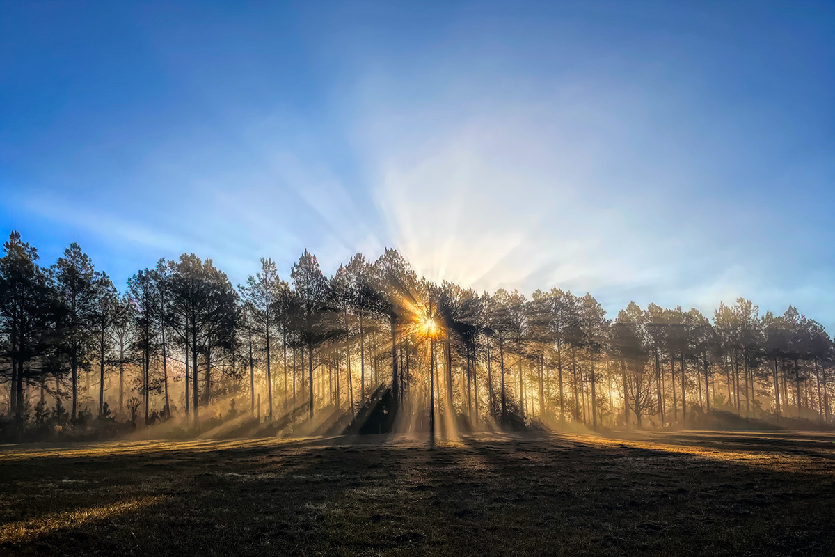 Take More Early Morning Walks