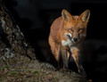 Night Fox