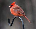 Eastern Cardinal