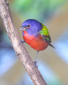 Painted Bunting