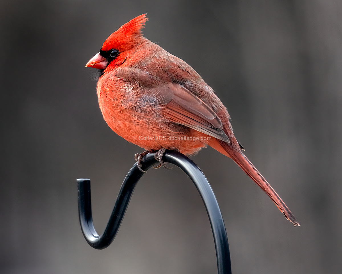 Eastern Cardinal