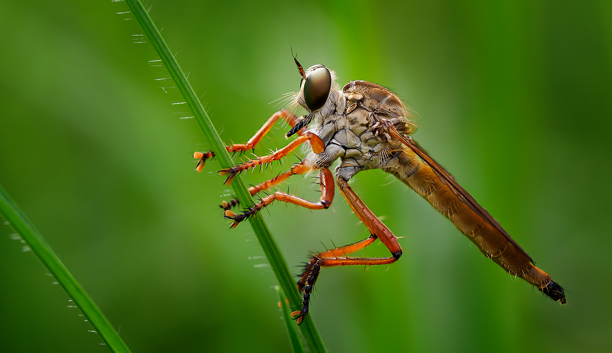 Robber Fly in the grass