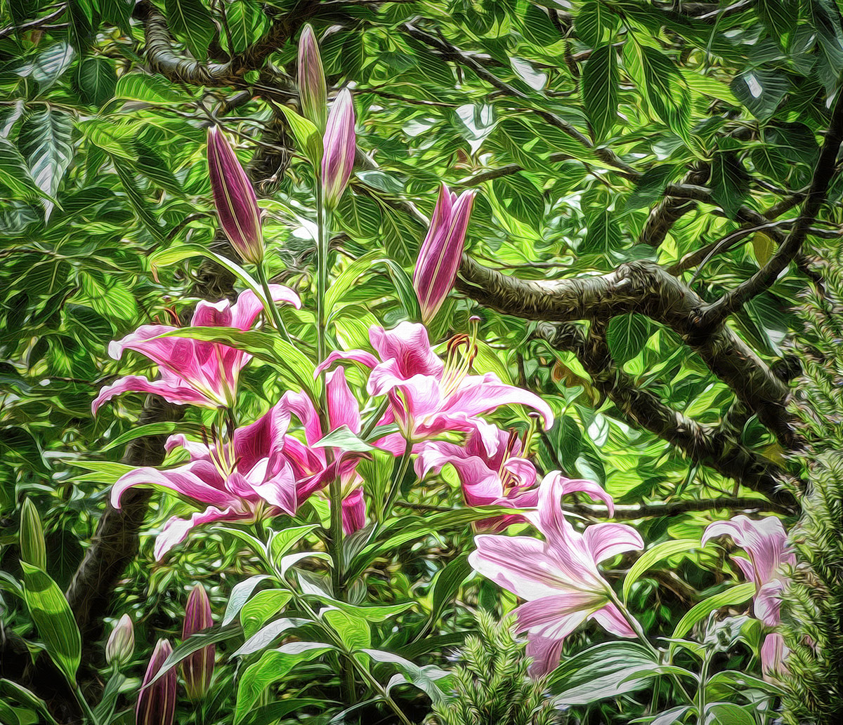 When the Scent of Lilies Pervades the  Summer Air