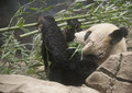 Panda Bear Having Lunch