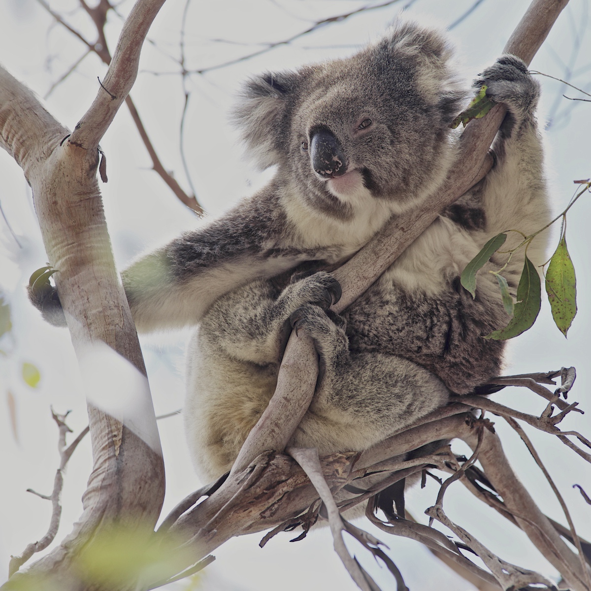 A Koala of Kangaroo Island