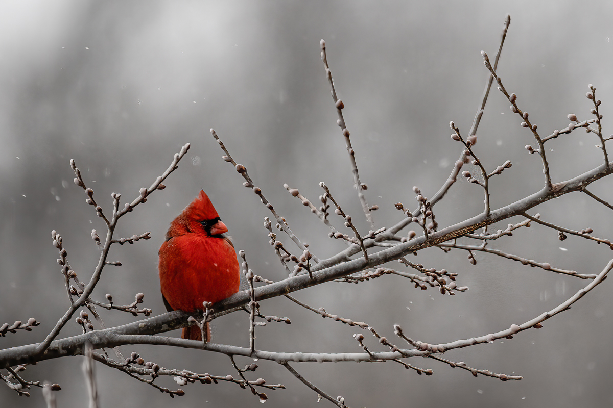 Cardinal on a Snowy Day