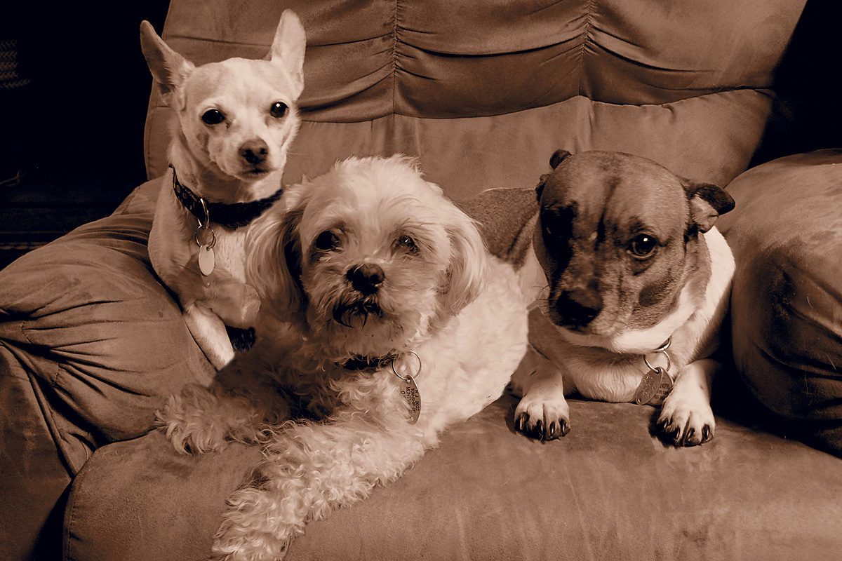 My dogs in sepia