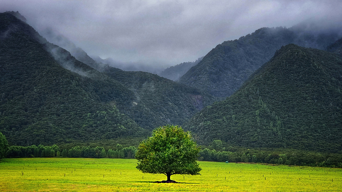 A Lone Tree at the Foothills of the Misty Mountains
