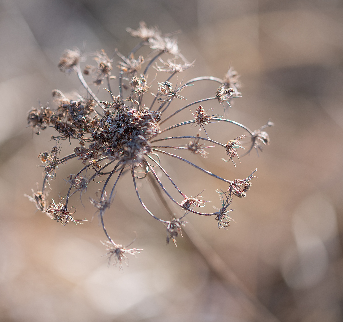 Queen Anne's Lace, Winter