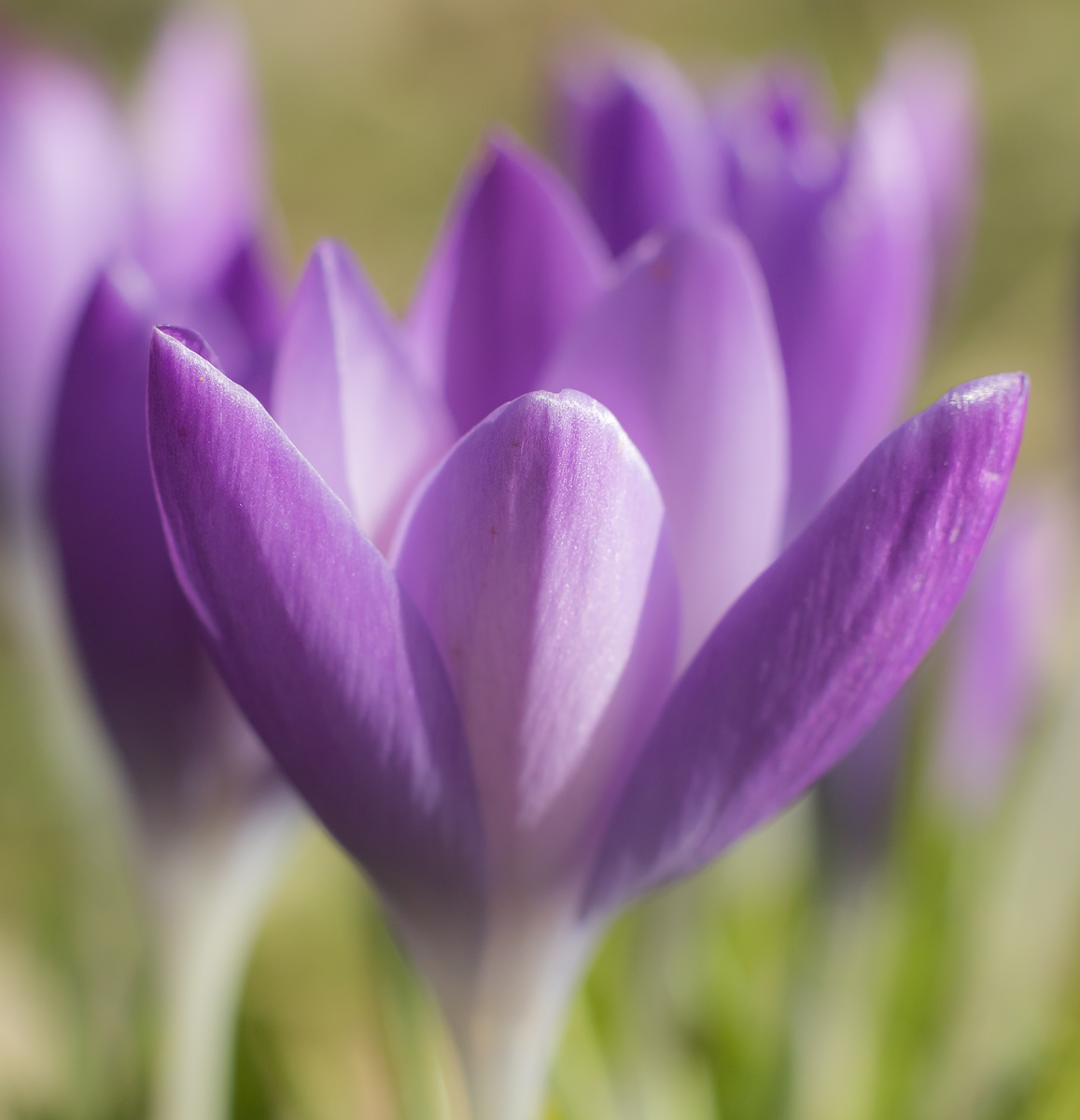 Crocus