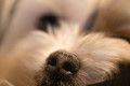 SNOOT