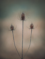 Winter's Flowers