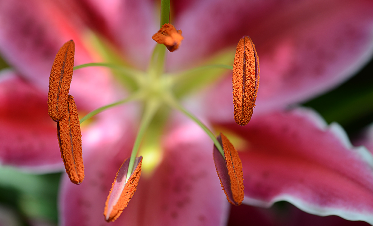 Lily Stamens