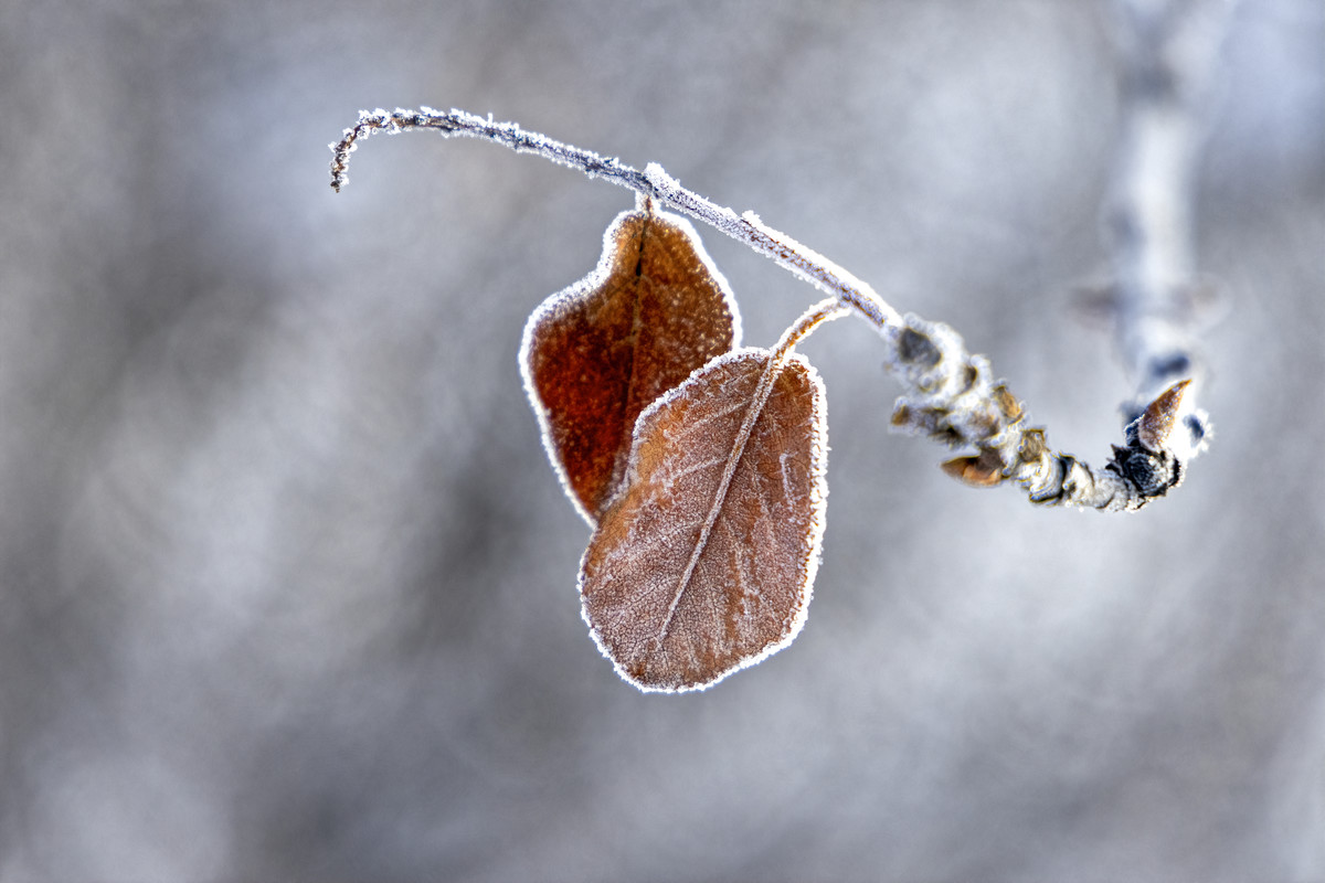 A Touch of Frost