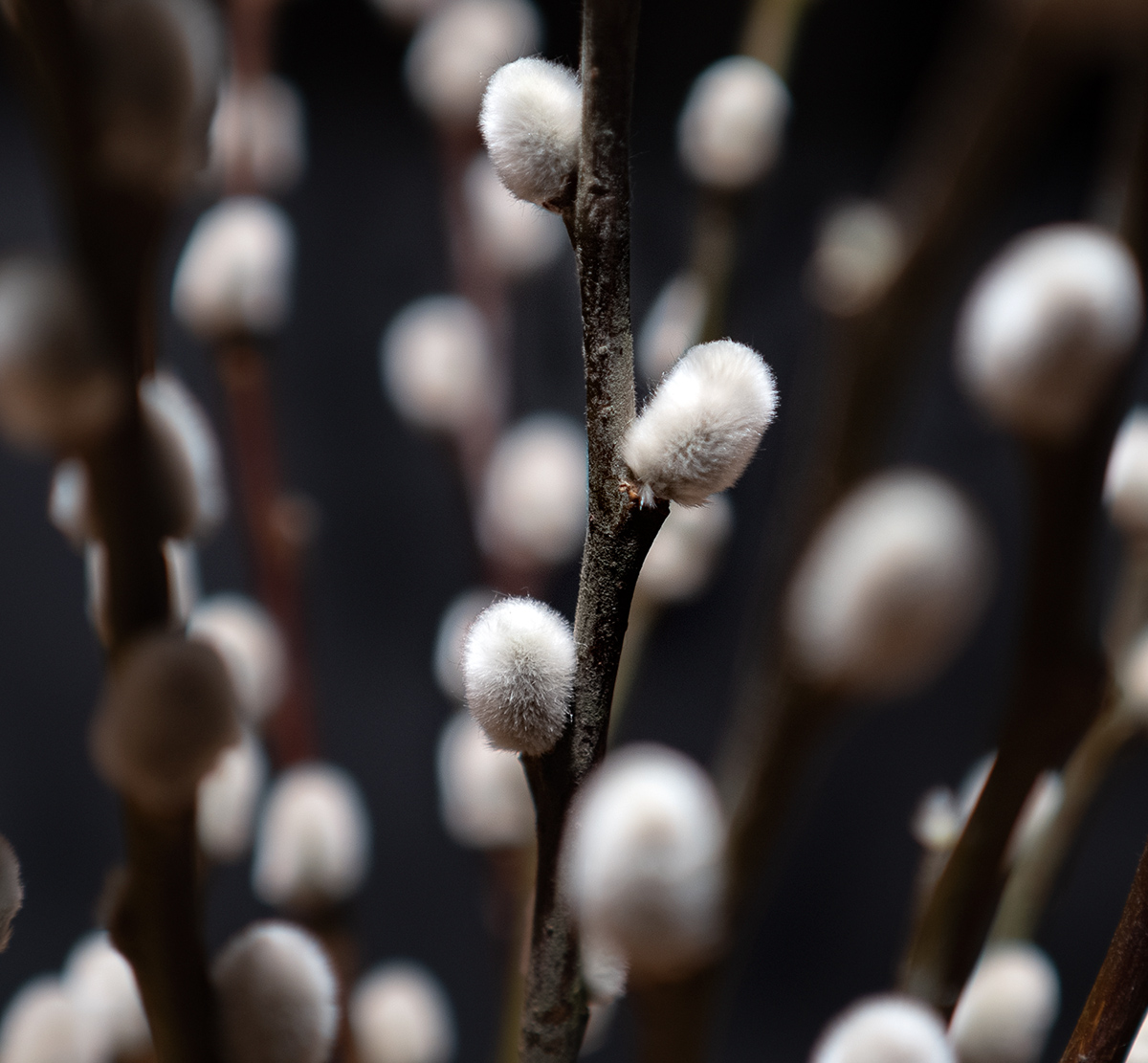 Pussy Willow
