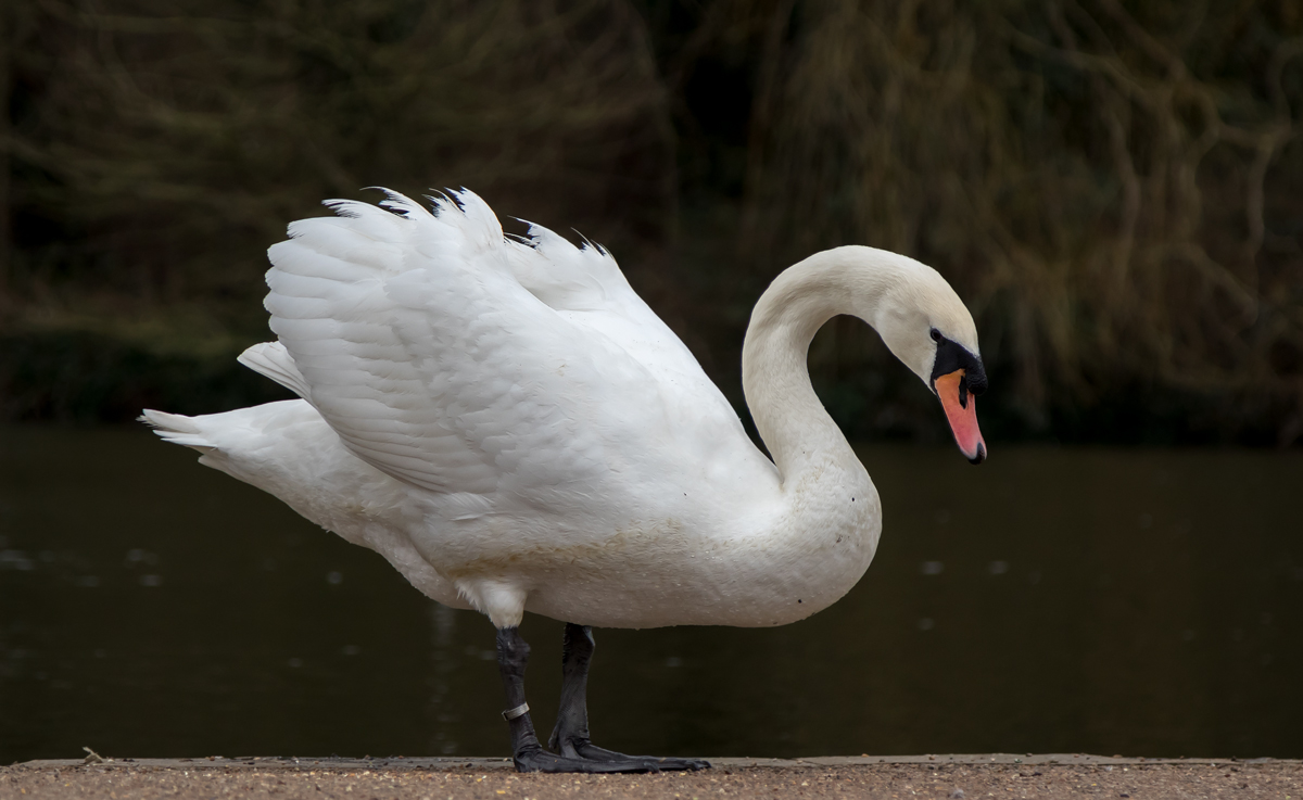 Swan