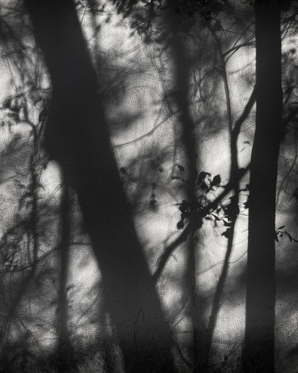 Mystery In The Forest