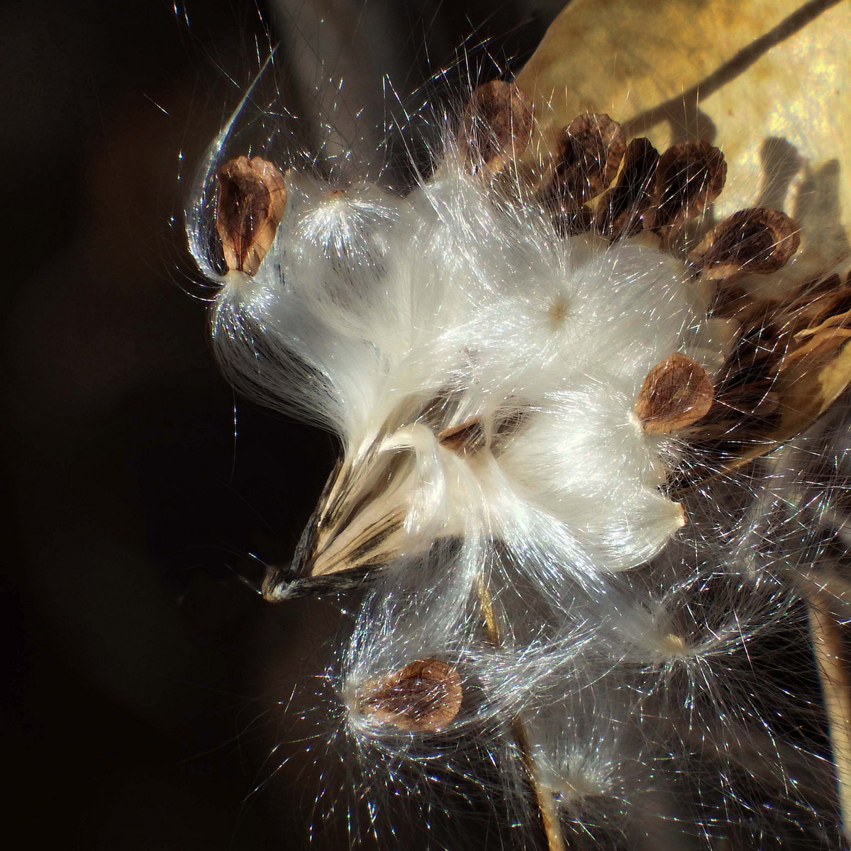 Borne on the Wind