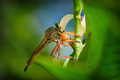 The Assassin & The Crane Fly