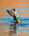 Northern Shoveler, Early Morning