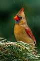 Attentive Female Cardinal