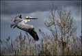 Flying High - Brown Pelican