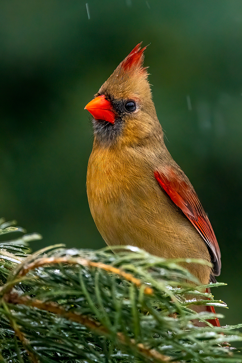 Attentive Female Cardinal