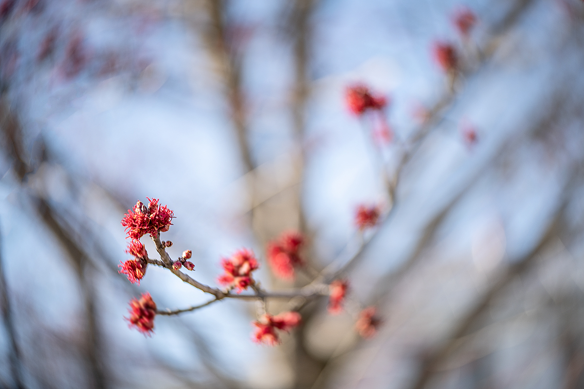Maple Tree, Early Spring