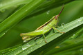 Rainy day with Grasshopper