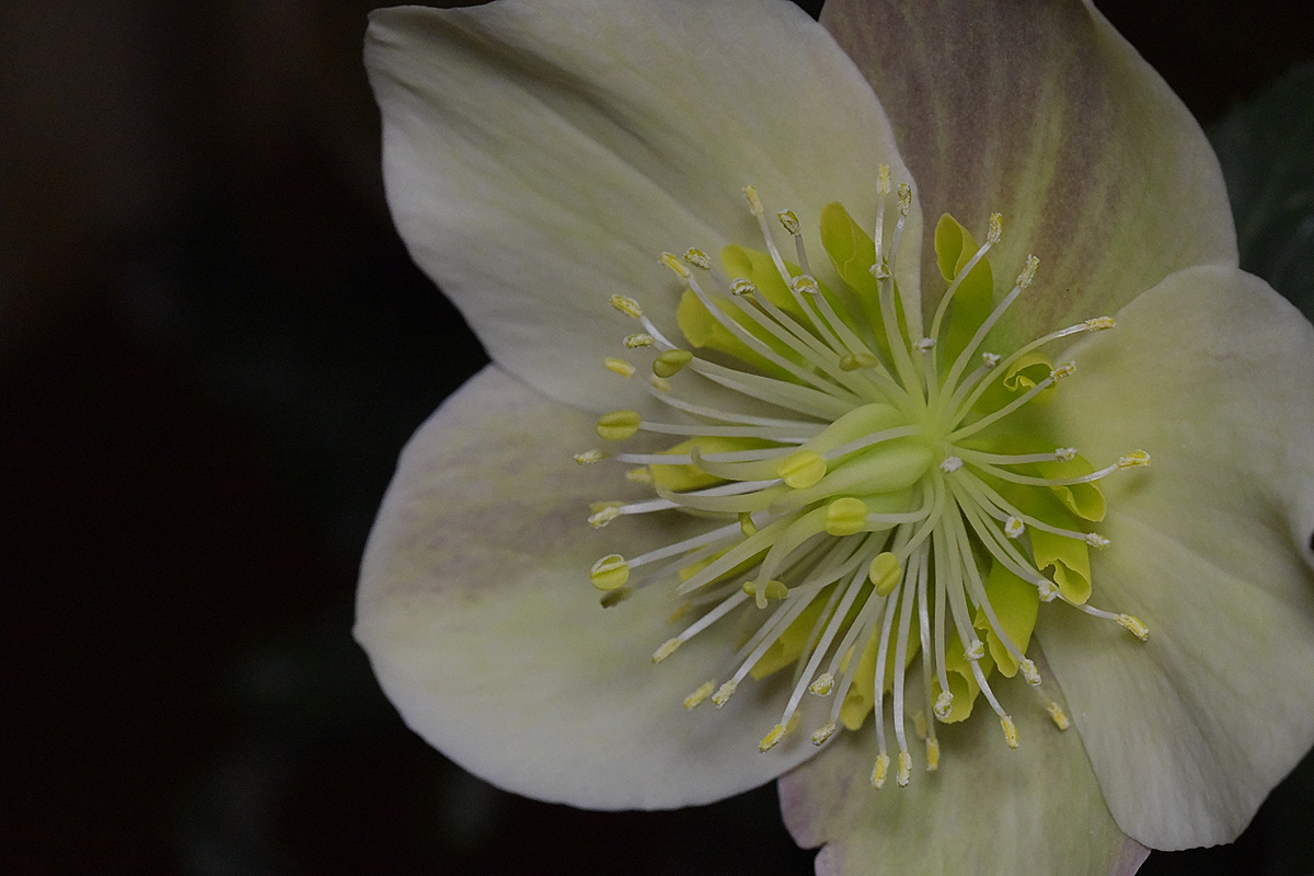 Surprise! It's a Flower Macro!