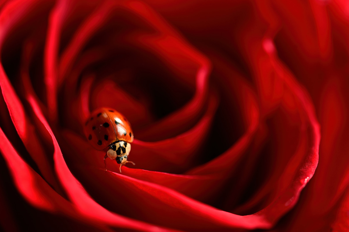 Ladybug Dressed In Red . . . . 