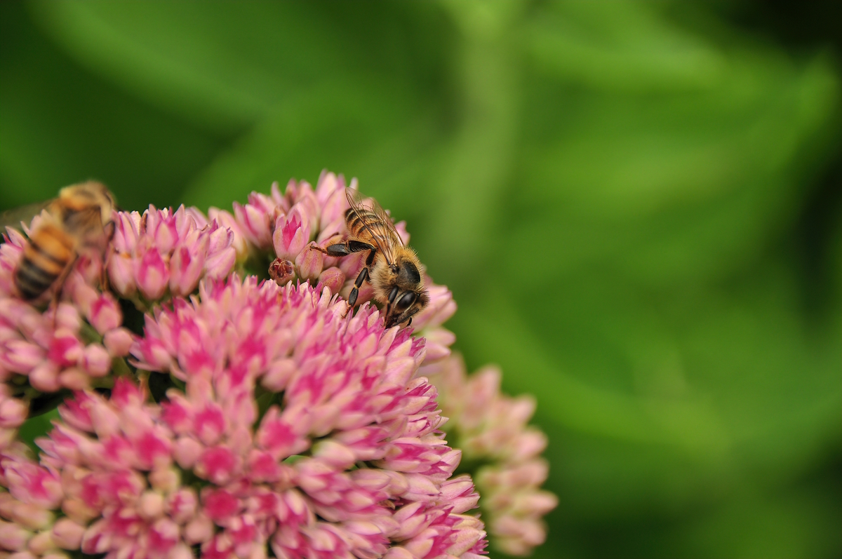 Bee study