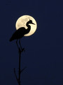 Heron moon