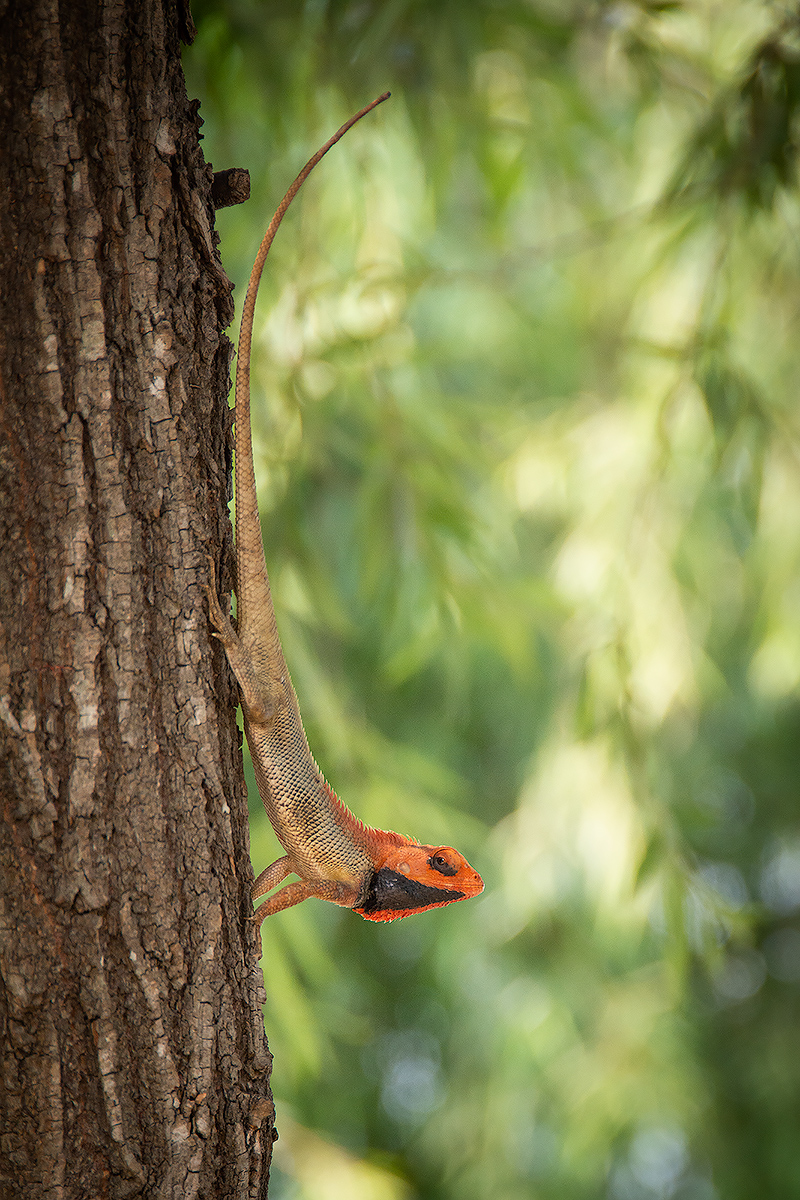 Calotes versicolor
