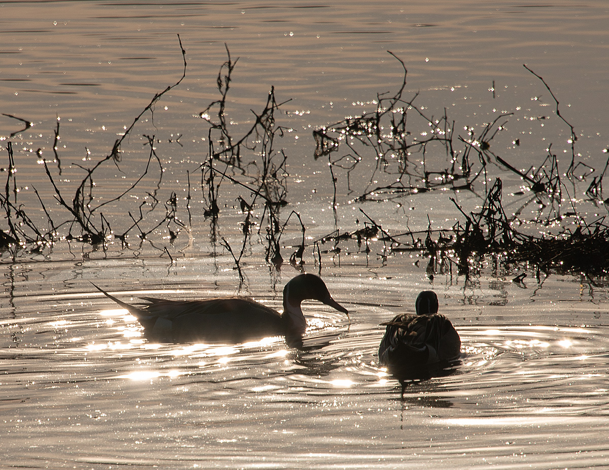 Northern Pintails