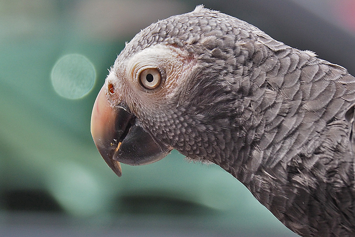 African Grey