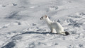 Ermine in Winter