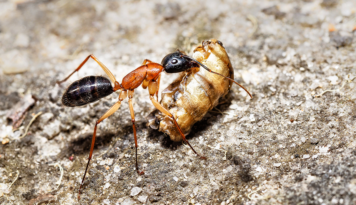 Banded Sugar Ant 