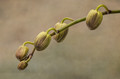 Orchid Buds