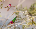 Anna's Hummingbirds