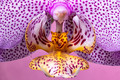 Orchid