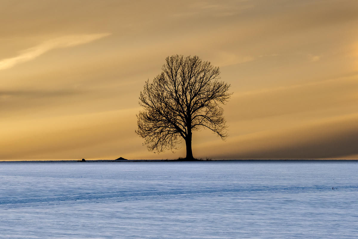 Winter oak