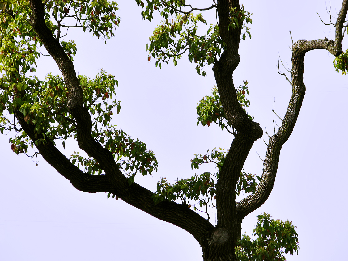 Camphor Tree