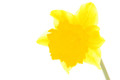 Overexposed Daffodil P3190711