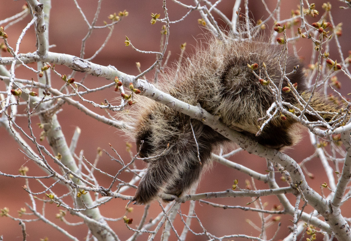 Porcupine
