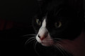 Freddie P3040342